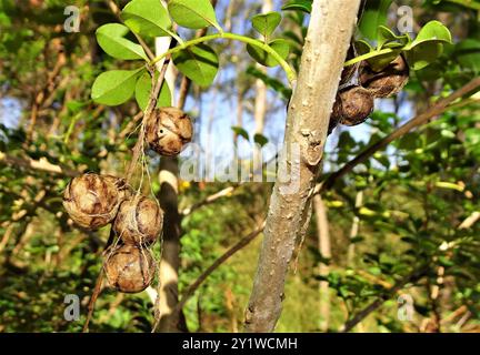 Gewöhnliche Vogelspinne (Celaenia excavata) Arachnida Stockfoto