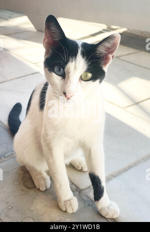 Streunendes Kätzchen mit Heterochromie auf der Insel Samos, Griechenland Stockfoto