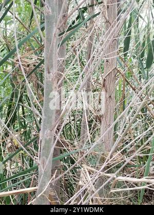 Gooddings Weide (Salix gooddingii) Plantae Stockfoto