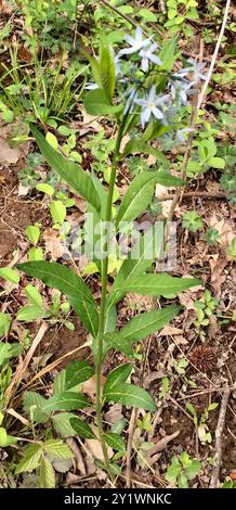 eastern bluestar (Amsonia tabernaemontana) Plantae Stockfoto