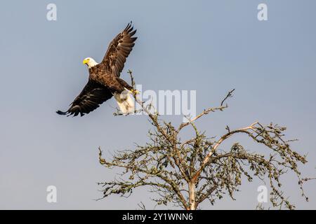 Weißkopfseeadler (Haliaeetus leucocephalus), der aus einem toten Baum fliegt, waagerecht Stockfoto