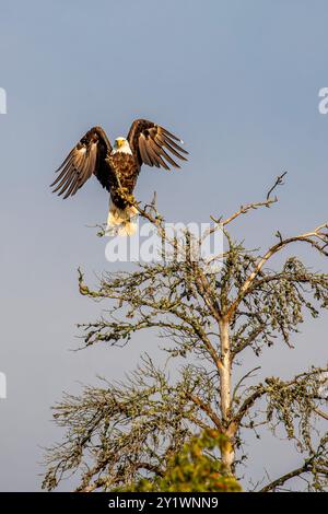 Weißkopfseeadler (Haliaeetus leucocephalus) sub-adulte, in totem Baum mit blauem Himmel, vertikal Stockfoto