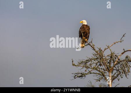 Weißkopfseeadler (Haliaeetus leucocephalus) sub adulte, in totem Baum mit blauem Himmel, horizontal Stockfoto