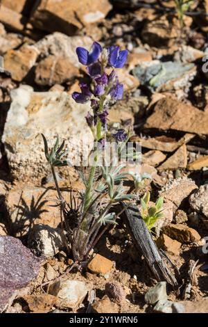 Coulter-Lupine (Lupinus sparsiflorus) Plantae Stockfoto