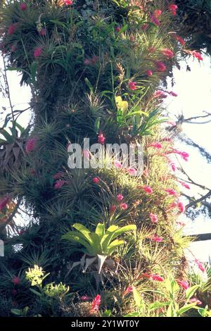 Upright airplant (Tillandsia stricta) Plantae Stockfoto