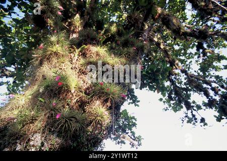 Upright airplant (Tillandsia stricta) Plantae Stockfoto