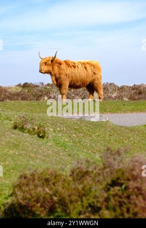 Hochlandkuh, Dartmoor, Devon, England Stockfoto