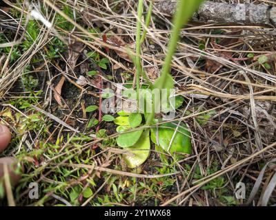 Orangenmilchkraut (Polygala lutea) Plantae Stockfoto