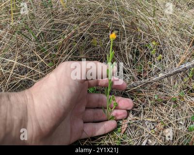Orangenmilchkraut (Polygala lutea) Plantae Stockfoto