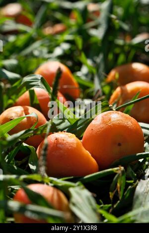 Gelee Palmenfrüchte auf grünem Gras im Garten. Butia capitata. Nahaufnahme. Stockfoto