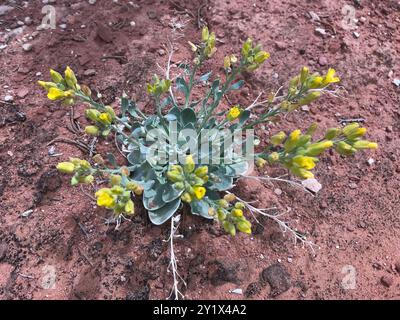 Blasenschoten (Physaria) Plantae Stockfoto