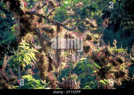 Upright airplant (Tillandsia stricta) Plantae Stockfoto