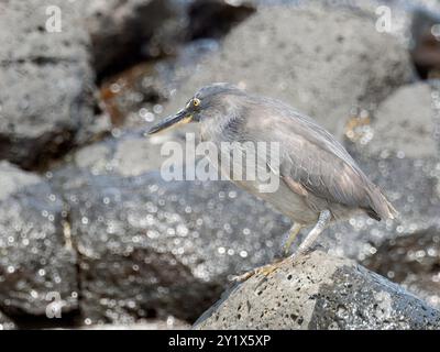 Lavareiher, Galápagos-Reiher, Lavareiher, Héron des Galapagos, Butorides sundevalli, lávagém, Santa Cruz Island, Galápagos, Ecuador, Südamerika Stockfoto