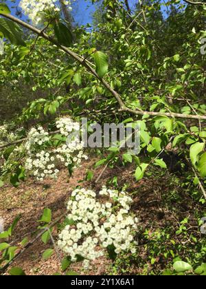 Blackhaw (Viburnum prunifolium) Plantae Stockfoto