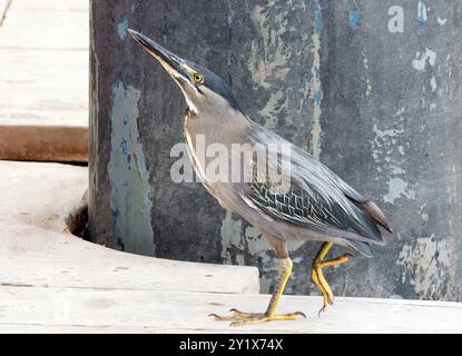 Streifenreiher, Mangrovenreiher, Mangrovenreiher, Héron strié, Butorides striata, Mangrovegém, Santa Cruz Island, Galápagos, Ecuador, Südamerika Stockfoto