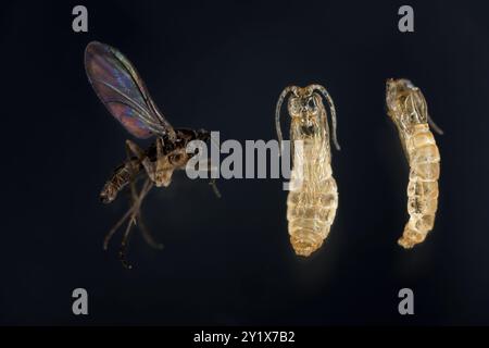 Dunkle geflügelte Pilzmidge, Ischiaridae, hohes Makro der adulten Fliege und des pupalen Exsuviums, aus dem sie hervorging, auf schwarzem Hintergrund. Stockfoto