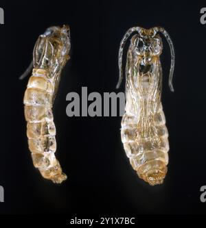 Dunkle geflügelte Pilzmidge, Sciaridae, hohes Makro des pupalen Exsuviums auf schwarzem Hintergrund. Stockfoto