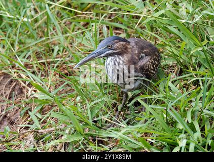 Streifenreiher, Mangrovenreiher, Mangrovenreiher, Héron strié, Butorides striata, Mangrovegém, Santa Cruz Island, Galápagos, Ecuador, Südamerika Stockfoto