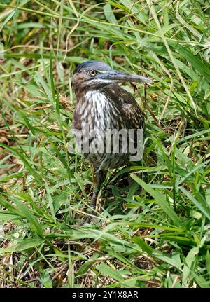 Streifenreiher, Mangrovenreiher, Mangrovenreiher, Héron strié, Butorides striata, Mangrovegém, Santa Cruz Island, Galápagos, Ecuador, Südamerika Stockfoto