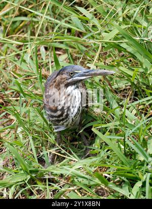 Streifenreiher, Mangrovenreiher, Mangrovenreiher, Héron strié, Butorides striata, Mangrovegém, Santa Cruz Island, Galápagos, Ecuador, Südamerika Stockfoto