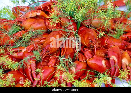 Typische Flusskrebs-/Krebskrebsparty in Finnland im August 2024 Stockfoto