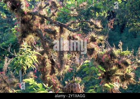 Upright airplant (Tillandsia stricta) Plantae Stockfoto