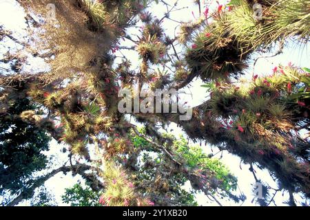 Upright airplant (Tillandsia stricta) Plantae Stockfoto