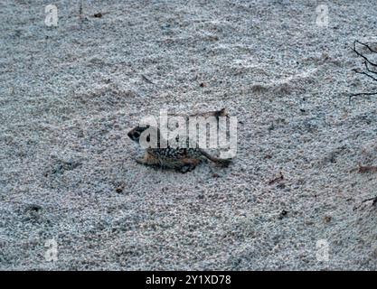 Geflecktes Eichhörnchen (Xerospermophilus spilosoma) Säugetiere Stockfoto