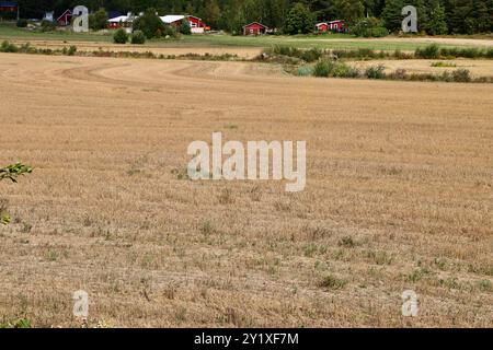 Große landwirtschaftliche Felder in der Nähe von Loviisa in Südfinnland, August 2024 Stockfoto