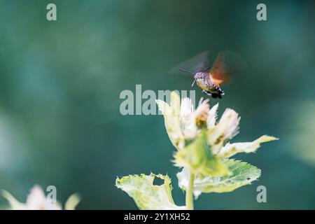 Ein Kolibri-Falkenmotte (Macroglossum stellatarum) ernährt sich von einer Blume, während er in einem dunklen Wald schwebt. Der Hintergrund ist dunkelgrün, wodurch das m hervorgehoben wird Stockfoto