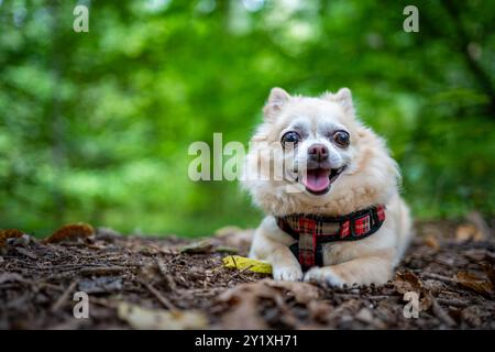 Ein chihuahua hecht mit der Zunge aus und sieht müde aus von der Hitze. Das Nahaufnahme-Porträt fängt den Hund vor einem wunderschönen Waldgrund ein Stockfoto