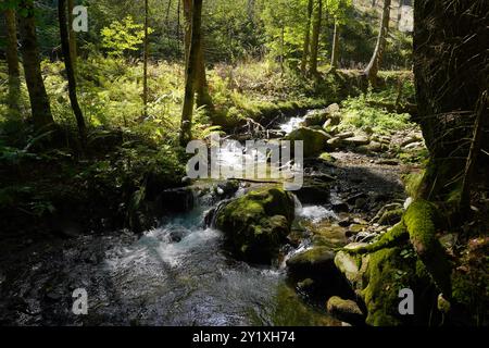 Wildwasserpfad, Mariensee, Niederösterreich, Österreich Stockfoto