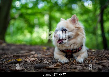 Ein chihuahua hecht mit der Zunge aus und sieht müde aus von der Hitze. Das Nahaufnahme-Porträt fängt den Hund vor einem wunderschönen Waldgrund ein Stockfoto