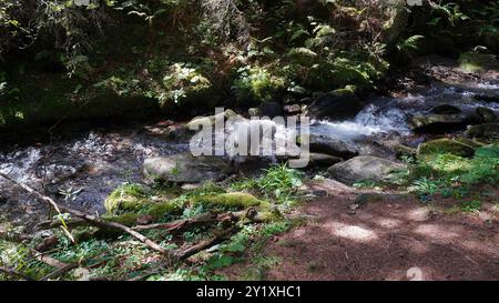 Wildwasserpfad, Mariensee, Niederösterreich, Österreich Stockfoto