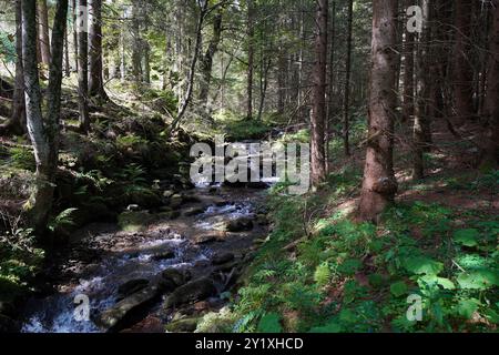 Wildwasserpfad, Mariensee, Niederösterreich, Österreich Stockfoto