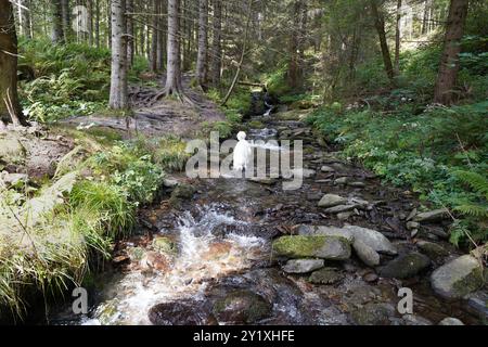 Wildwasserpfad, Mariensee, Niederösterreich, Österreich Stockfoto