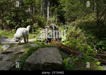 Wildwasserpfad, Mariensee, Niederösterreich, Österreich Stockfoto