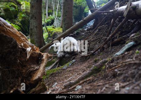 Wildwasserpfad, Mariensee, Niederösterreich, Österreich Stockfoto