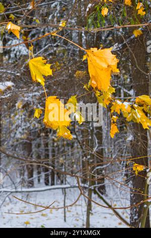 Gelbe Ahornblätter und erster Schnee in Herbstwäldern. Stockfoto