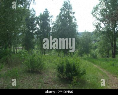 Sibirischer Erbsenstrauch (Caragana arborescens) Plantae Stockfoto