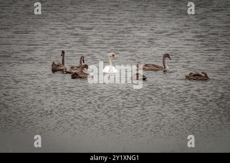 Ein HDR-Bild der Sommerzeit für eine Familie von stummen Schwänen, Cygnus olor, auf einem Loch in South Uist, Äußere Hebriden, Schottland. August 2024 Stockfoto