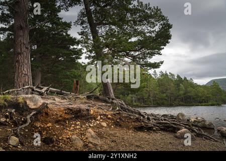 Ein herbstliches HDR-Bild der exponierten Scots Pine Roots, Pinus sylvestris, am Ufer des Loch an Eilean, Perthshire, Schottland. September 2024 Stockfoto