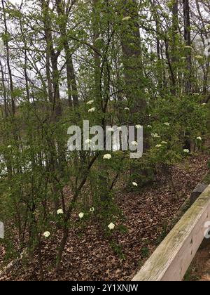 Blackhaw (Viburnum prunifolium) Plantae Stockfoto