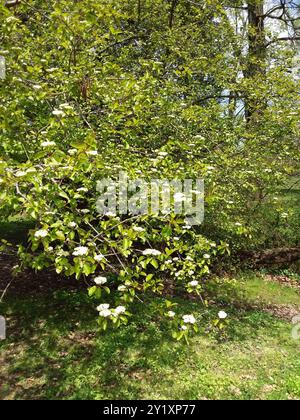 Blackhaw (Viburnum prunifolium) Plantae Stockfoto