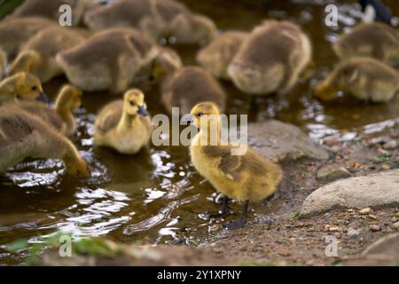 Görlinge, die sich am Pond Shoreline ernähren. Canada Goose Goslings ruhen und ernähren sich am Ufer eines Teichs. Stockfoto