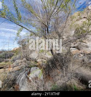 Gooddings Weide (Salix gooddingii) Plantae Stockfoto