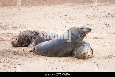 Zwei ausgewachsene Graurobben (Halichoerus grypus) paaren sich, während ein Konkurrent zusieht. Im Winter am Strand, Horsey Gap, Norfolk, Großbritannien Stockfoto