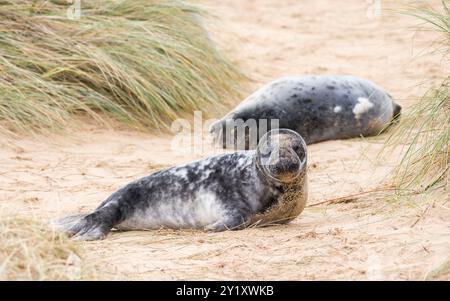 Graurobbenjungen (Halichoerus grypus) in Sanddünen am Strand im Winter. Horsey Gap, Norfolk, Großbritannien Stockfoto