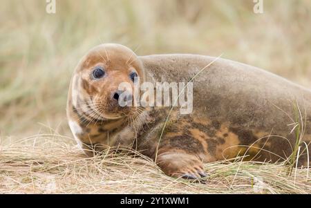 Junge weibliche Robbe allein in Sanddünen am Strand im Winter. Horsey Gap, Norfolk, Großbritannien Stockfoto