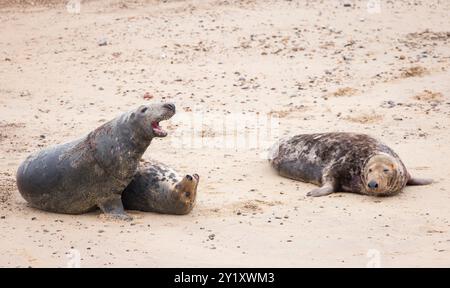 Zwei männliche Robben (Halichoerus grypus) kämpfen im Winter um eine weibliche Gefährtin am Strand. Horsey Gap, Norfolk, Großbritannien Stockfoto